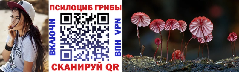 Псилоцибиновые грибы Psilocybe  Пугачёв 